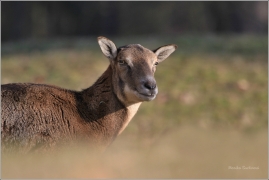 <p>MUFLON (Ovis musimon) Praha - Kunratický les /Mouflon - Mufflon/ </p>